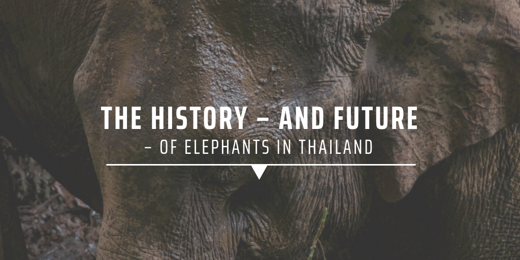 The history – and future – of elephants in Thailand