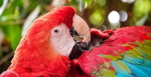 Costa Rica’s Biodiversity: A Journey Through Its Forests