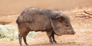 Hogging the Limelight: Peccaries in Costa Rica