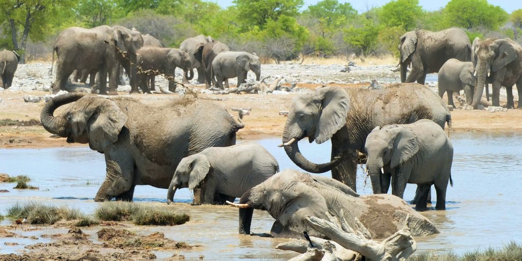 Four Reasons Why The Environment Needs Elephants Gvi Usa