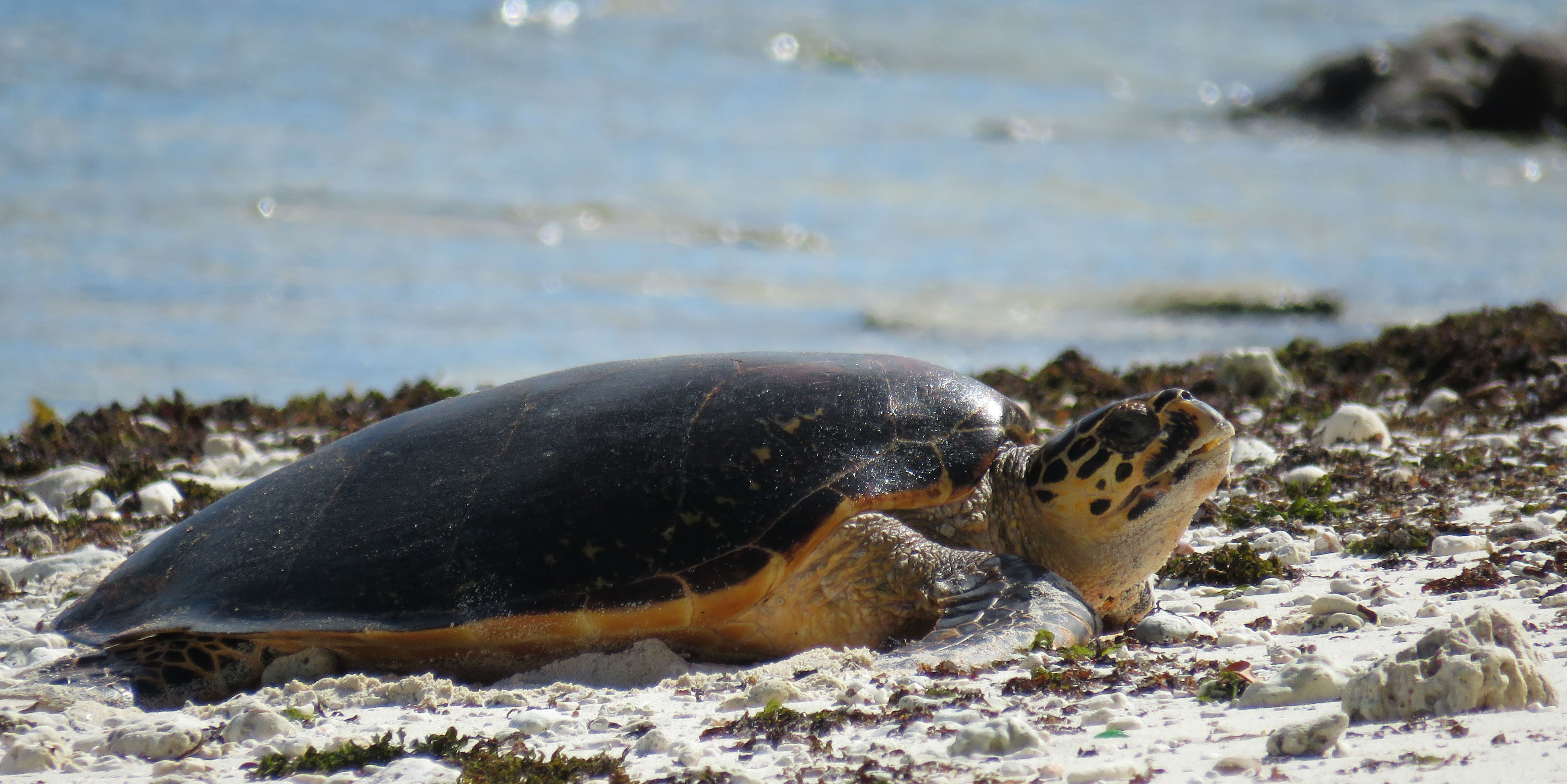 learn-more-about-endangered-sea-turtles-and-how-you-can-help-to-protect