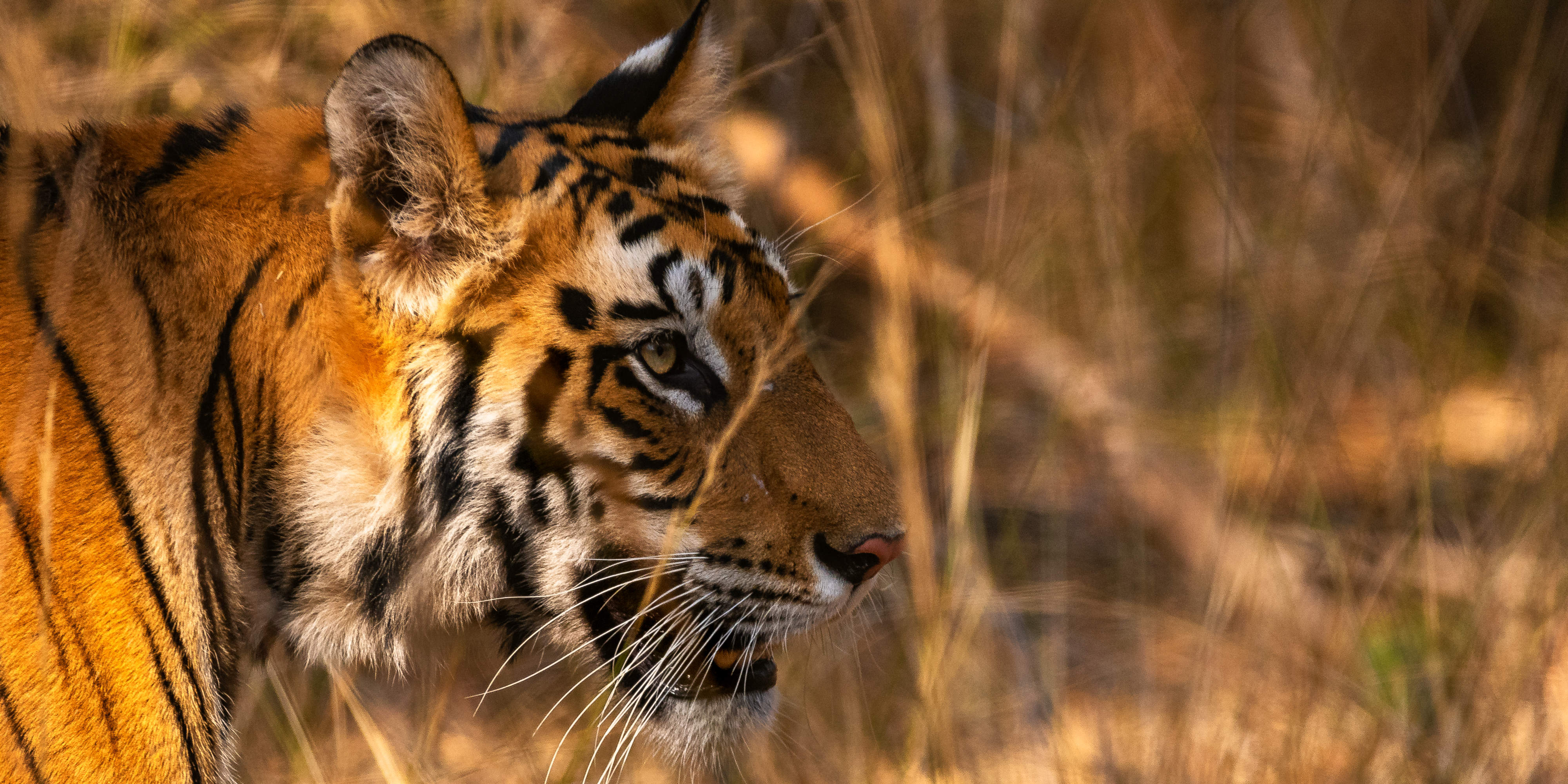 Five facts about Nepal wildlife | GVI USA