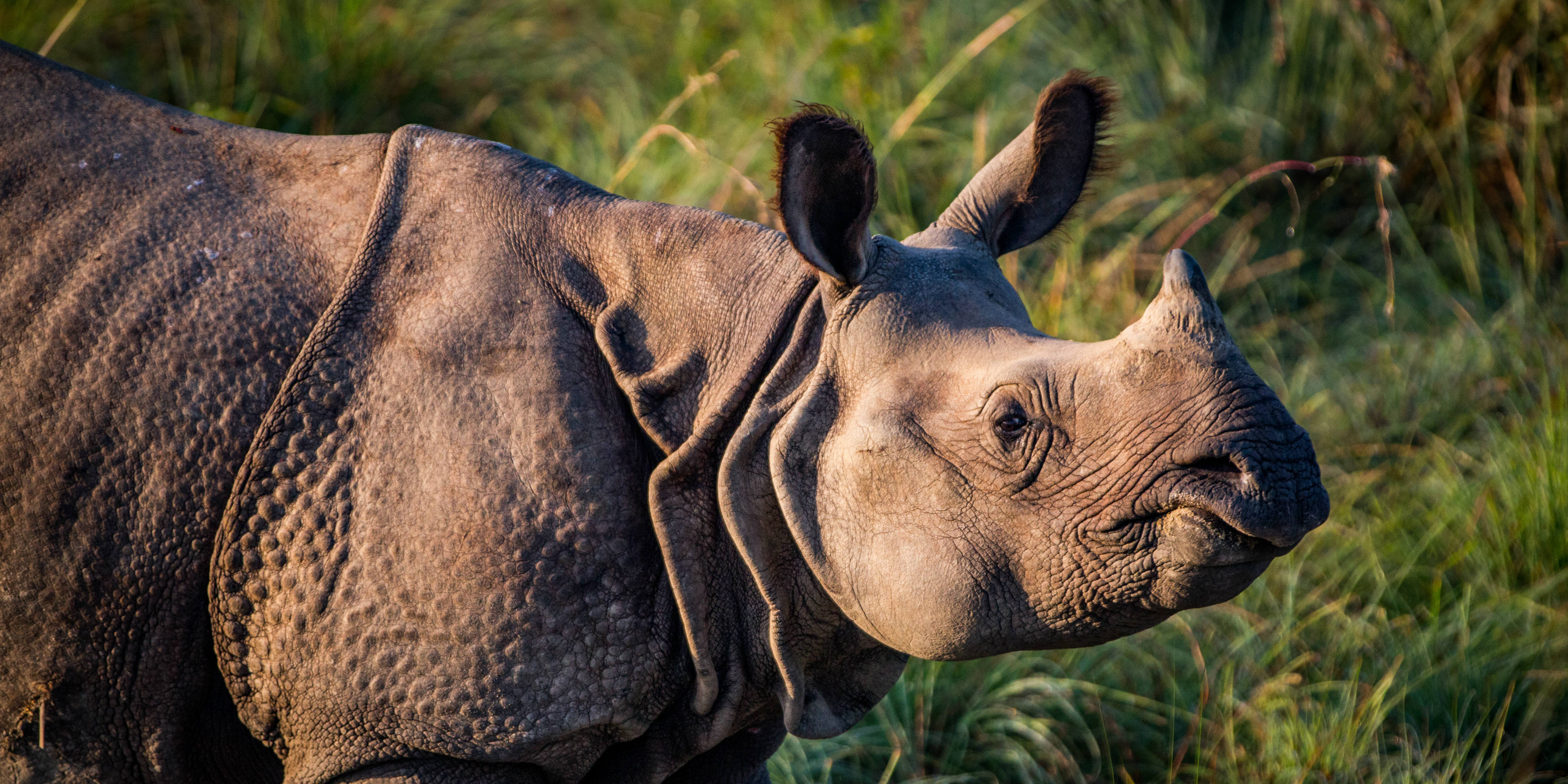 essay on national animal of nepal