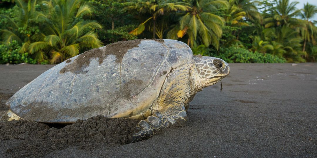 Jaguars hunting green sea turtles: the story of two endangered species ...