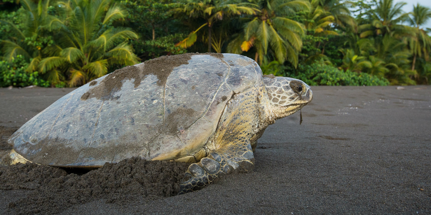 Jaguars Hunting Green Sea Turtles: The Story Of Two Endangered Species ...