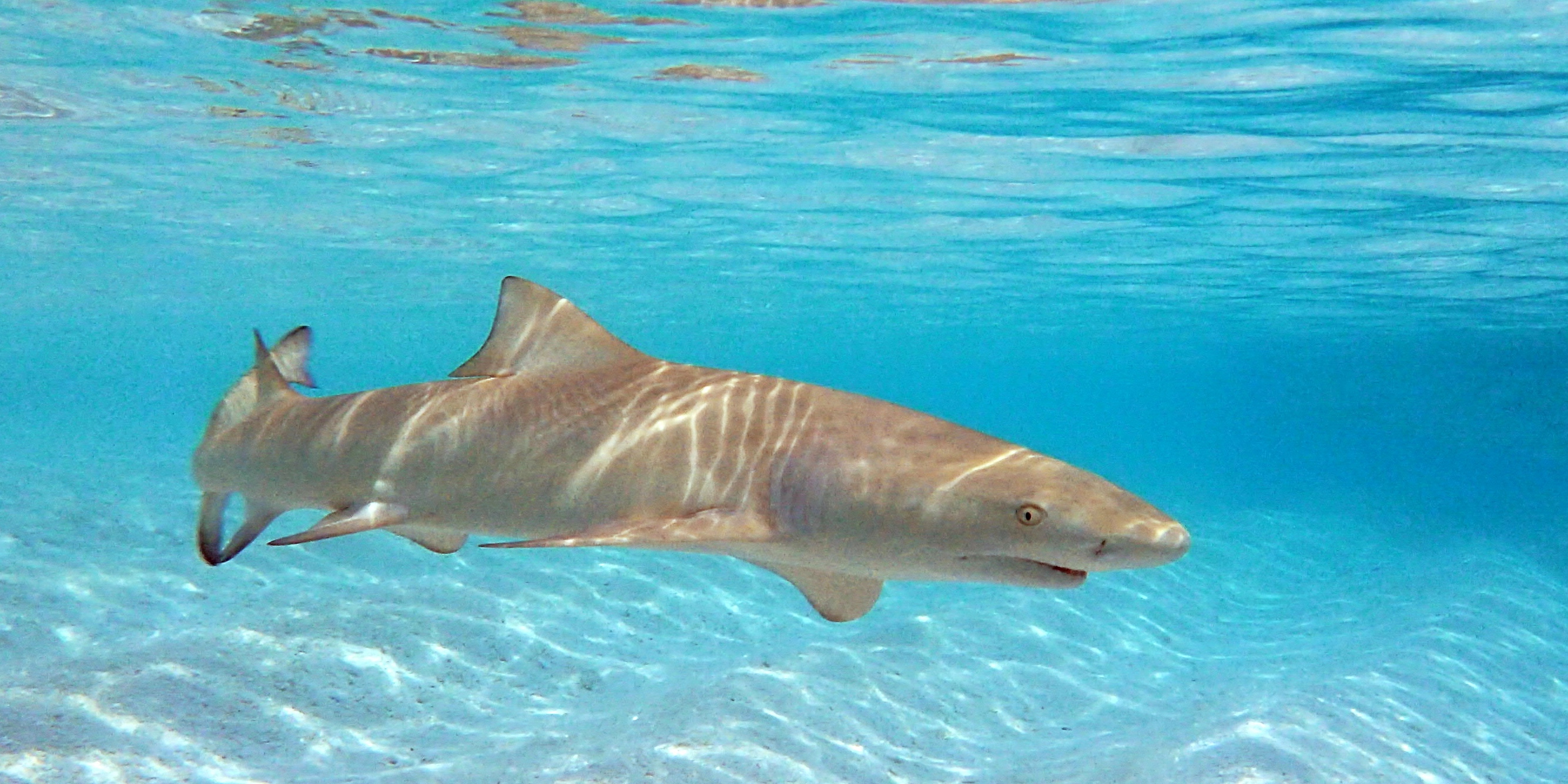 facts-about-sicklefin-lemon-sharks-gvi-usa