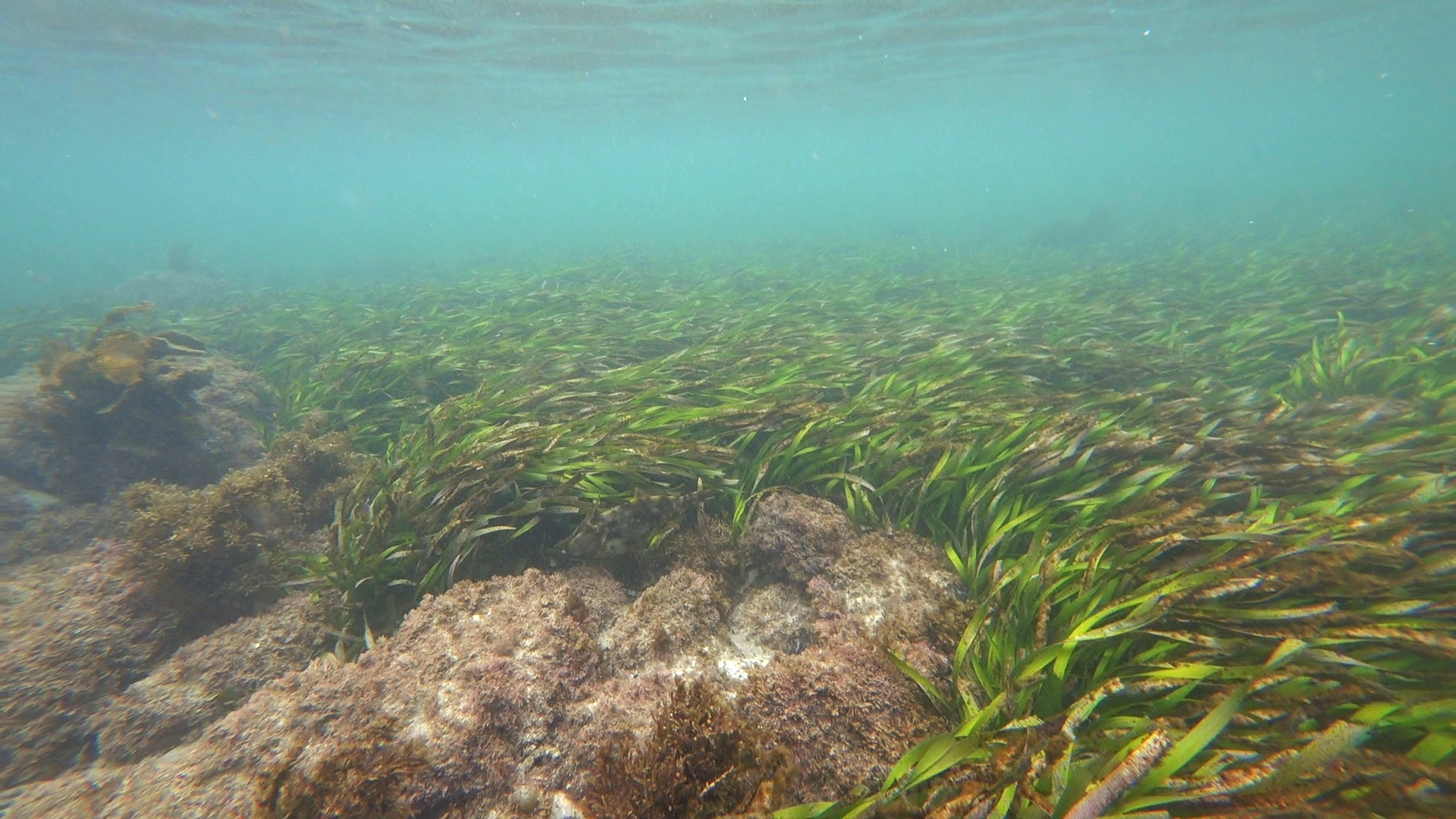 The Importance Of Seagrass: Why We Should Conserve This Marine Habitat ...