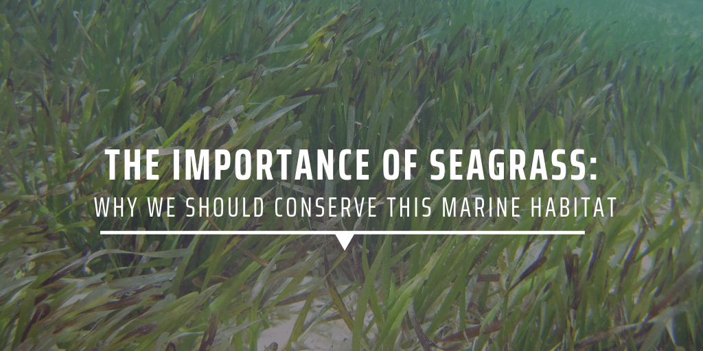 The importance of seagrass: Why we should conserve this marine habitat