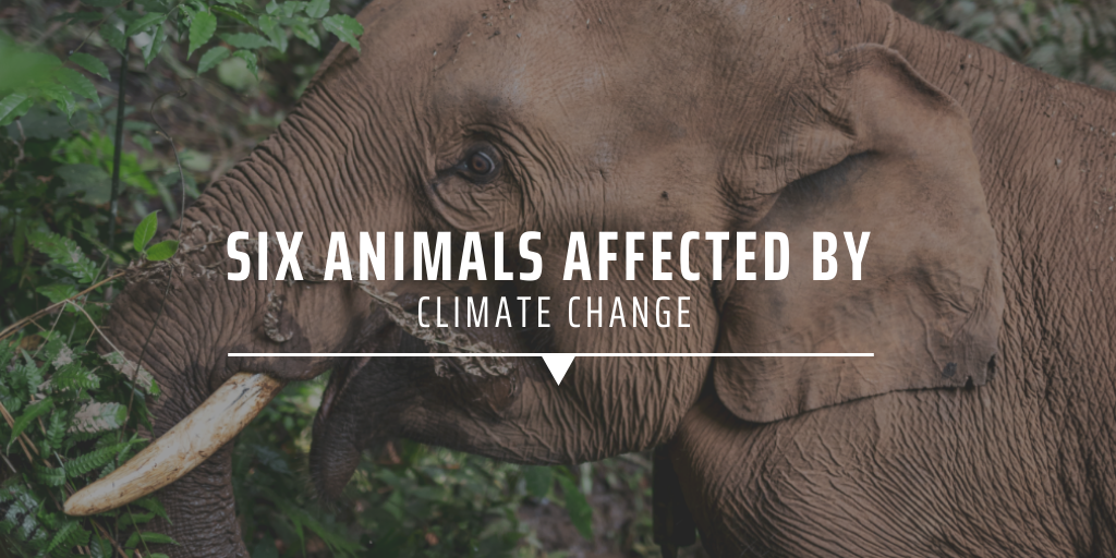 Six animals affected by climate change GVI USA