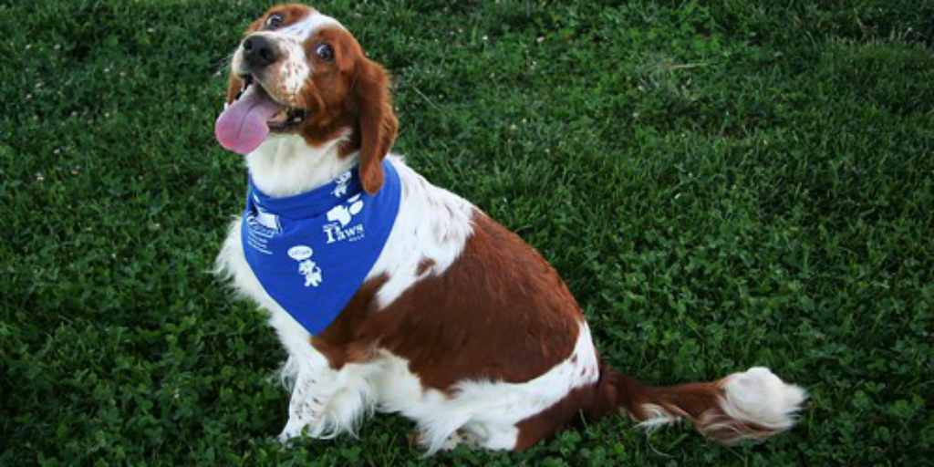 christmas volunteering doesn't get any better than working with animals at the RSPCA't get any better than working with animals at the RSPCA