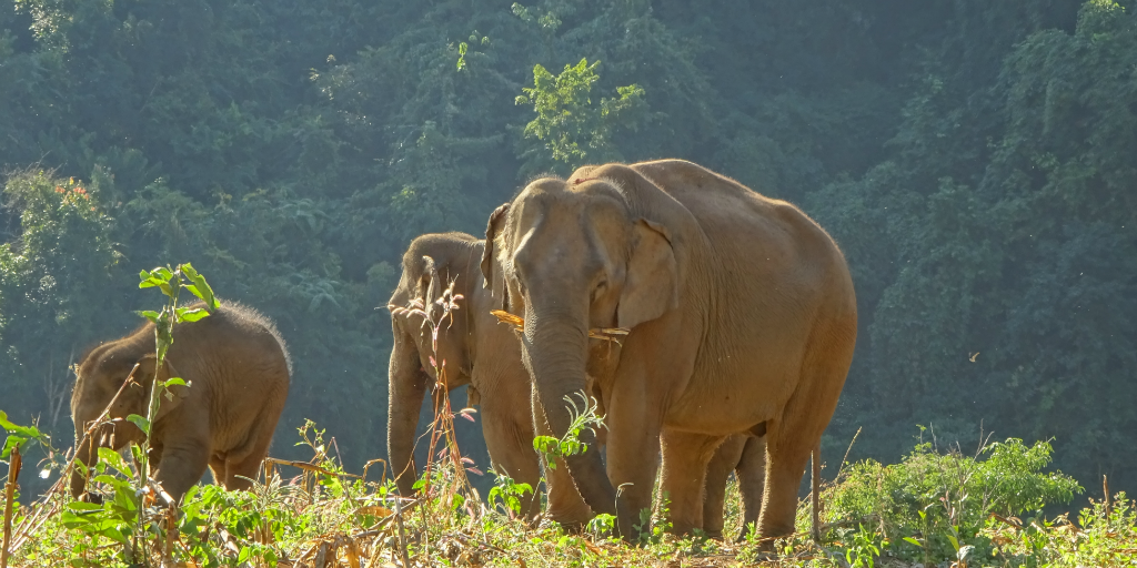 ayudar a reintegrar a los elefantes en Tailandia