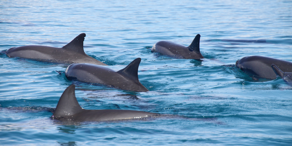 ser voluntario con delfines en las islas canarias