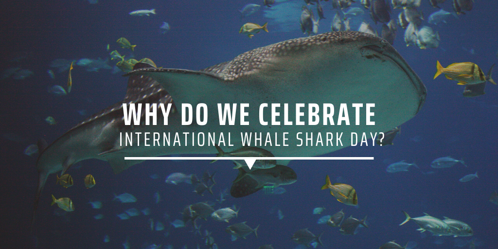 Why do we celebrate International Whale Shark Day? GVI USA