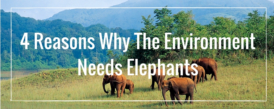 4 Reasons Why The Environment Needs Elephants | GVI USA